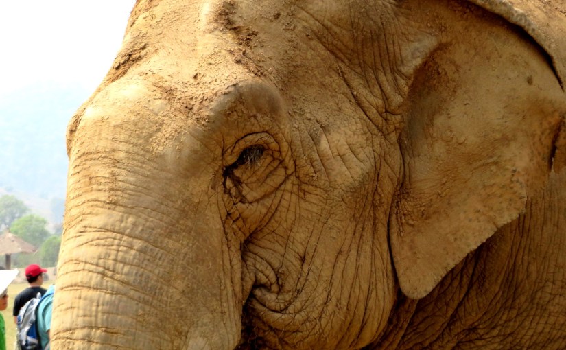 Why I didn’t ride an elephant during my time in Asia (and you shouldn’t&nbsp;either)